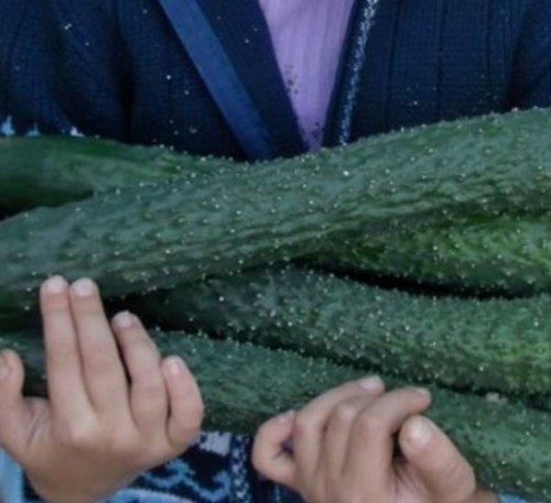 Сucumber Chinese Heat Resistant